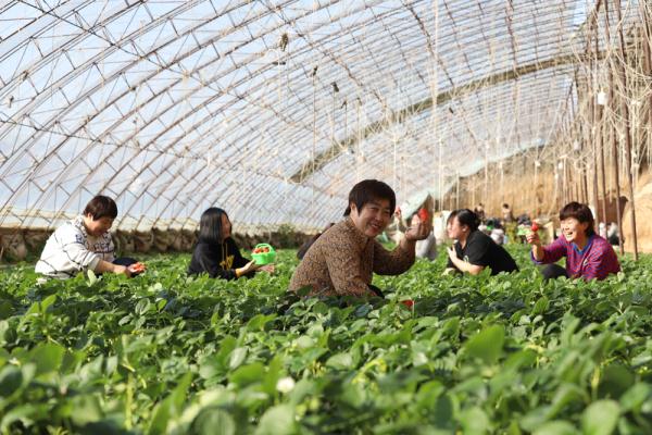 河北玉田：草莓飘香采摘忙