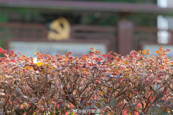 分享美图！早春的军营有多美