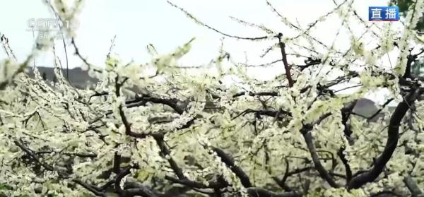 广西恭城:大岭山下花满蹊 繁花似锦惹人迷 广西恭城:大岭山下花满蹊 繁花似锦惹人迷