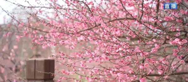 四川都江堰：春回青城花渐浓 灼灼其华香四溢