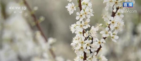 广西恭城:大岭山下花满蹊 繁花似锦惹人迷 广西恭城:大岭山下花满蹊 繁花似锦惹人迷