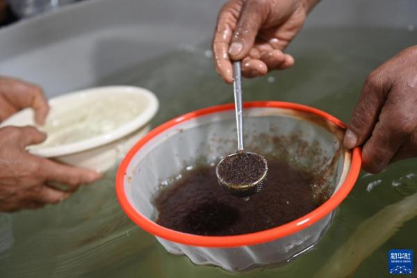 浙江湖州：虾苗销售忙