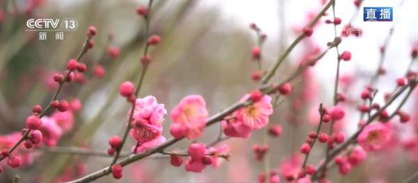 江苏扬州：瘦西湖边披花毯 “湖上梅林”报春早