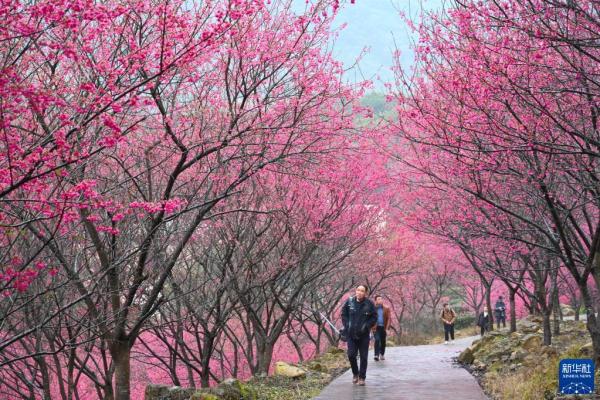 福建:樱花盛开引游客 福建:樱花盛开引游客