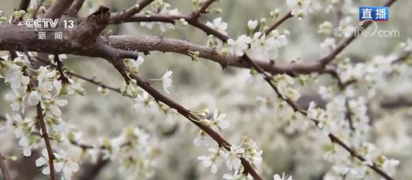 广西恭城:大岭山下花满蹊 繁花似锦惹人迷 广西恭城:大岭山下花满蹊 繁花似锦惹人迷