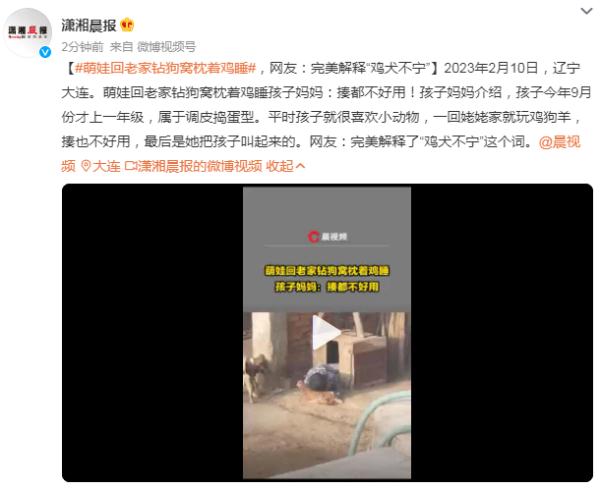 萌娃回老家钻狗窝枕着鸡睡，网友：完美解释“鸡犬不宁”