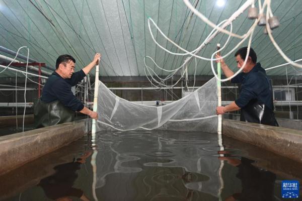 浙江湖州：虾苗销售忙