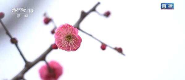江苏扬州：瘦西湖边披花毯 “湖上梅林”报春早