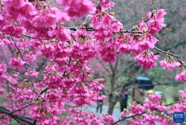 福建:樱花盛开引游客 福建:樱花盛开引游客