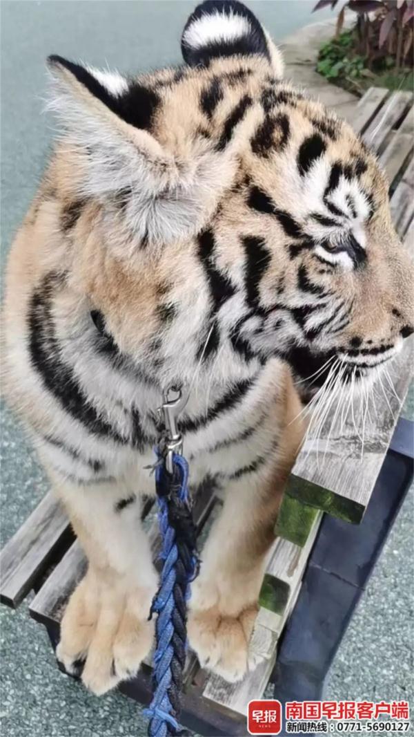傻眼!两男子用电动车遛老虎?景区回应→ 傻眼!两男子用电动车遛老虎?景区回应→