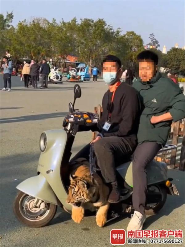 傻眼!两男子用电动车遛老虎?景区回应→ 傻眼!两男子用电动车遛老虎?景区回应→