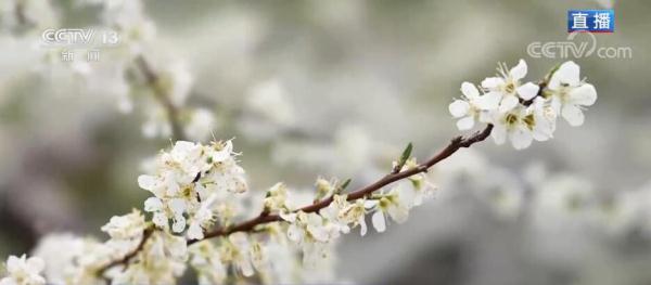 广西恭城:大岭山下花满蹊 繁花似锦惹人迷 广西恭城:大岭山下花满蹊 繁花似锦惹人迷