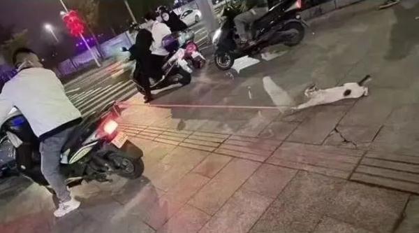 骑车拖行小猫致死当事人公开道歉：深感痛心，恳请原谅