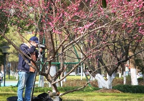 梅花正当时！“浙”些赏梅胜地，你最想去哪里打卡？