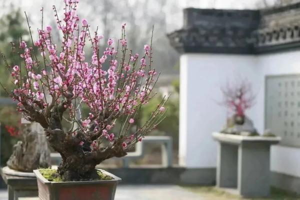 梅花正当时！“浙”些赏梅胜地，你最想去哪里打卡？