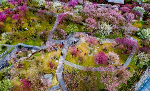 梅花正当时！“浙”些赏梅胜地，你最想去哪里打卡？