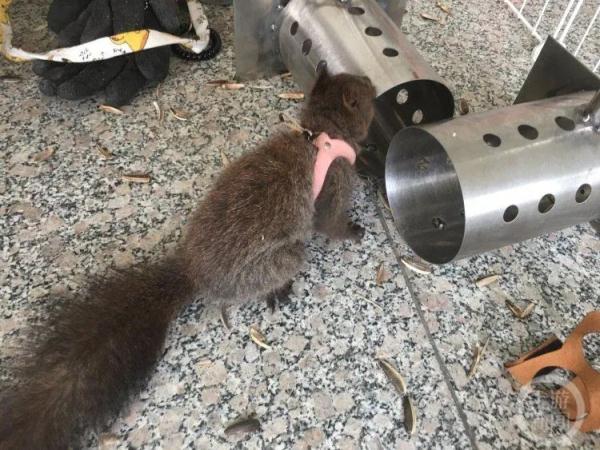 你没看错,松鼠们也要出警了 你没看错,松鼠们也要出警了