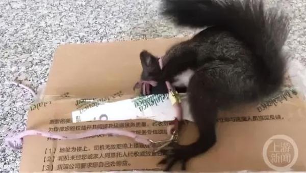 除了汪汪队，我们松鼠队今天也要立大功！