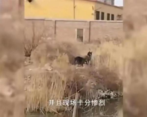 6旬夫妇遭5条恶犬围攻1死1伤！狗主人被拘留，知情人：两老人遍体鳞伤