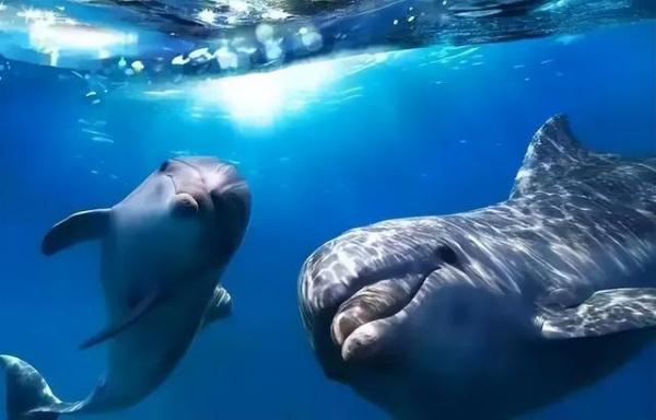 除了汪汪队，我们松鼠队今天也要立大功！