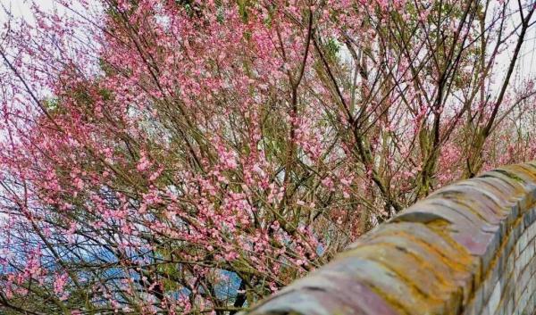 梅花正当时！“浙”些赏梅胜地，你最想去哪里打卡？