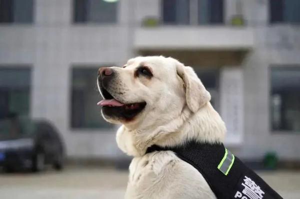 汪汪队又立大功! 汪汪队又立大功!