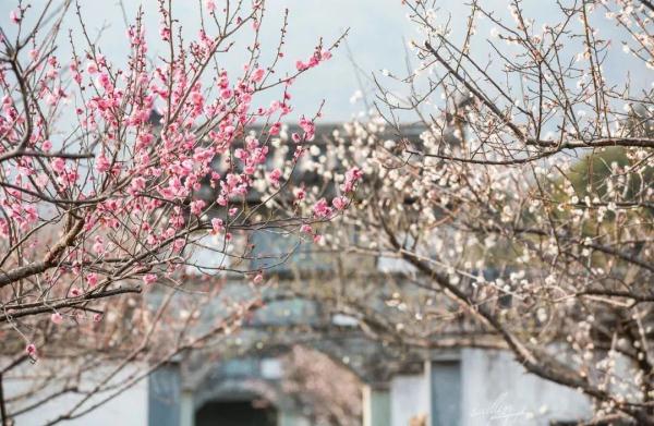 梅花正当时！“浙”些赏梅胜地，你最想去哪里打卡？