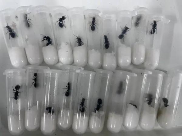 查获378头野蛮收获蚁!下一步将进行销毁处置 查获378头野蛮收获蚁!下一步将进行销毁处置