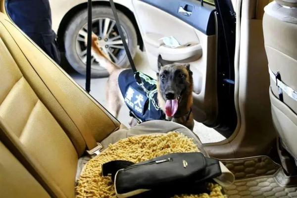 汪汪队又立大功! 汪汪队又立大功!