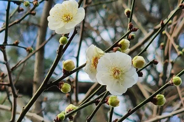 梅花正当时！“浙”些赏梅胜地，你最想去哪里打卡？