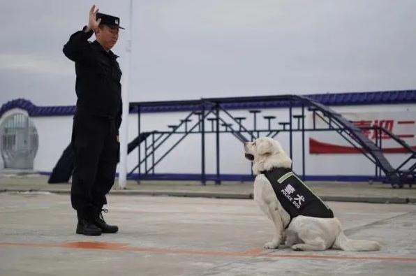 汪汪队又立大功! 汪汪队又立大功!