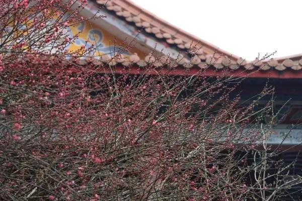 梅花正当时！“浙”些赏梅胜地，你最想去哪里打卡？