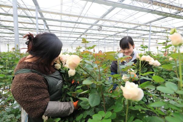 乡村振兴|河北邱县：玫瑰花“开出”致富路
