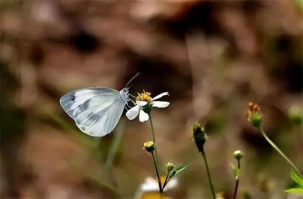 除了汪汪队，我们松鼠队今天也要立大功！