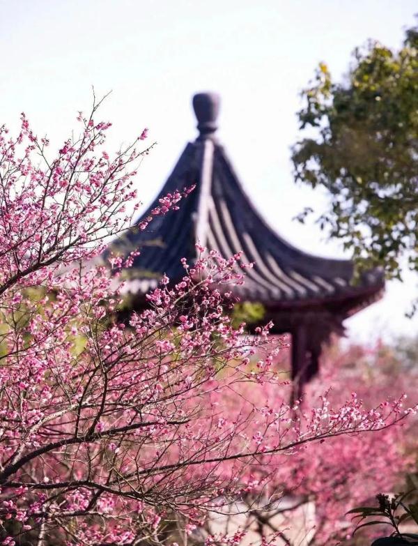 梅花正当时！“浙”些赏梅胜地，你最想去哪里打卡？