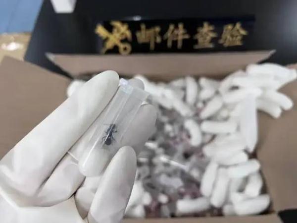 查获378头野蛮收获蚁!下一步将进行销毁处置 查获378头野蛮收获蚁!下一步将进行销毁处置