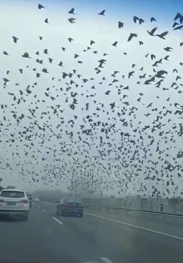 飞鸟聚集、撞树是地震前兆?专家回应 飞鸟聚集、撞树是地震前兆?专家回应