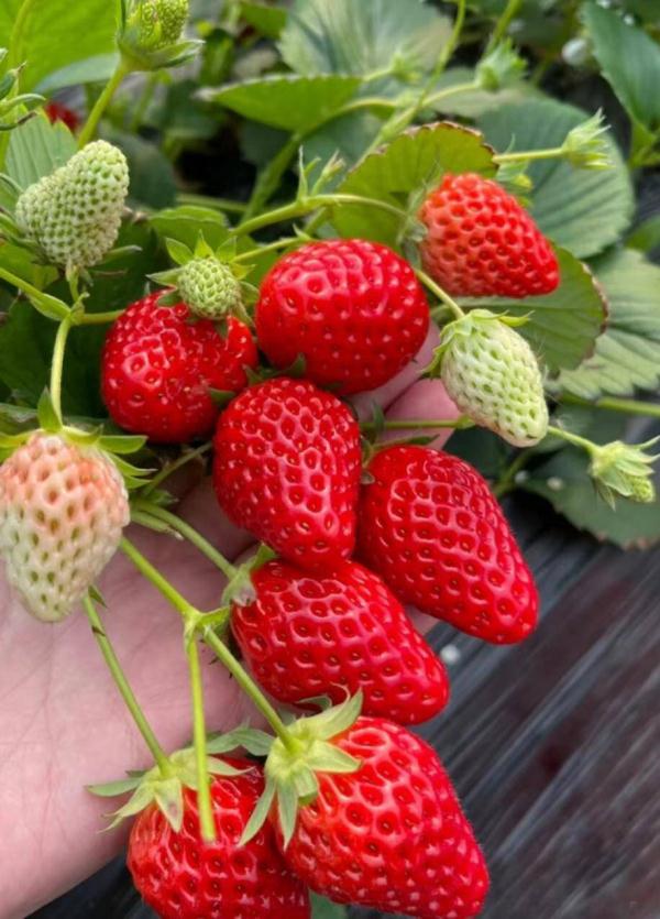 一颗小草莓映红致富路