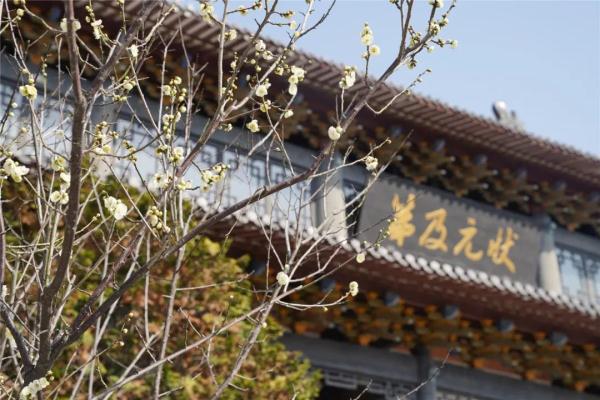 梅花正当时！“浙”些赏梅胜地，你最想去哪里打卡？