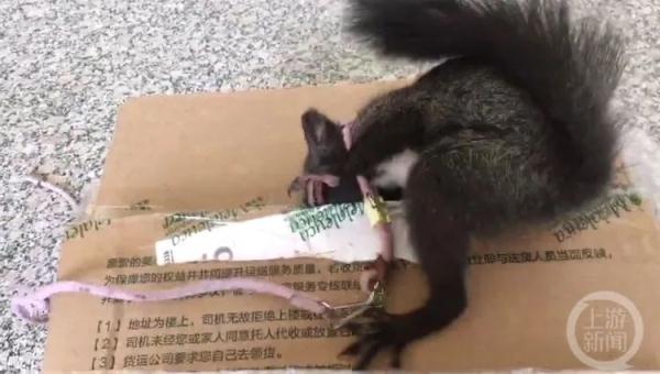 你没看错,松鼠们也要出警了 你没看错,松鼠们也要出警了