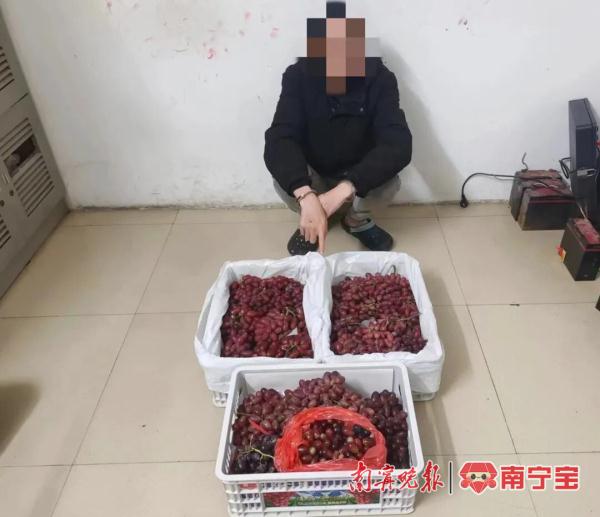 男子进出海吉星，“顺手牵果”近万元