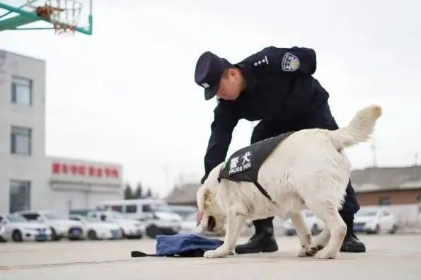 汪汪队又立大功! 汪汪队又立大功!