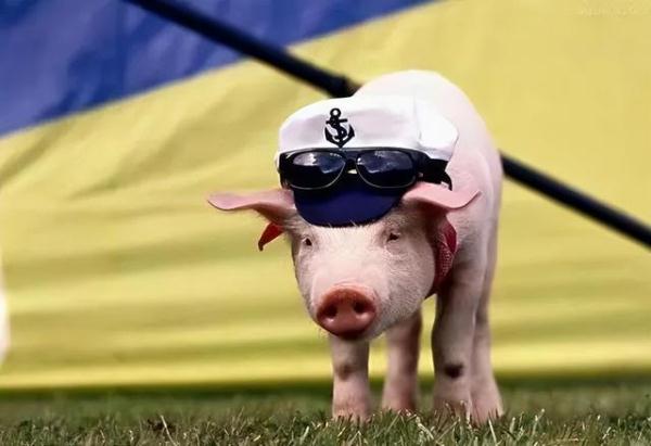 除了汪汪队，我们松鼠队今天也要立大功！