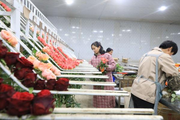 乡村振兴|河北邱县：玫瑰花“开出”致富路