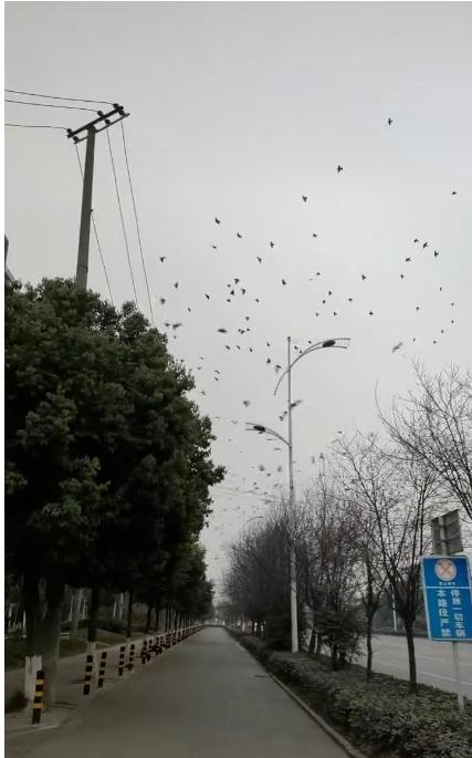 飞鸟聚集、撞树是地震前兆?专家回应 飞鸟聚集、撞树是地震前兆?专家回应