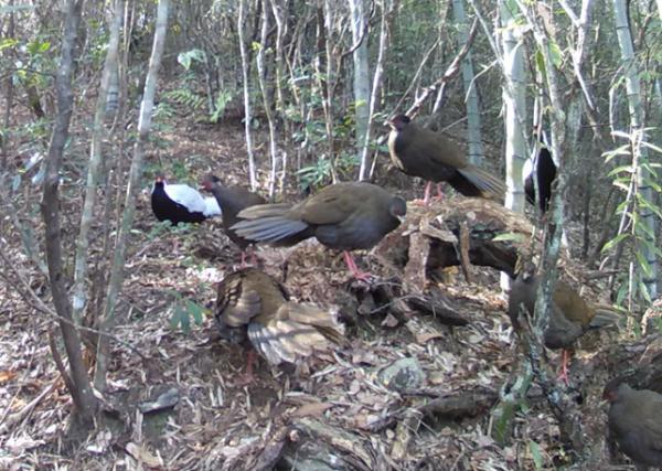8只同框，罕见！湖南八面山拍到这种美丽的鸟，被称“林中仙子”