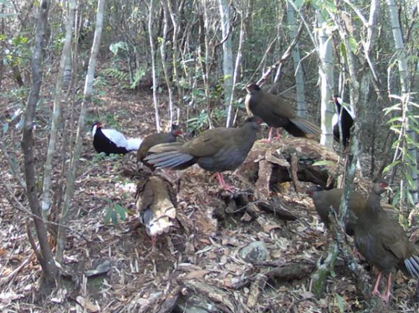 8只同框，罕见！湖南八面山拍到这种美丽的鸟，被称“林中仙子”