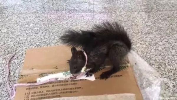 警犬迎来新同事！松鼠我啊，要立大功了！