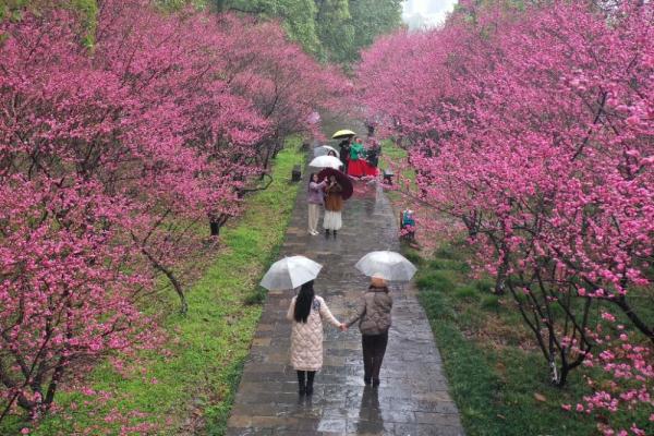 春雨润大地