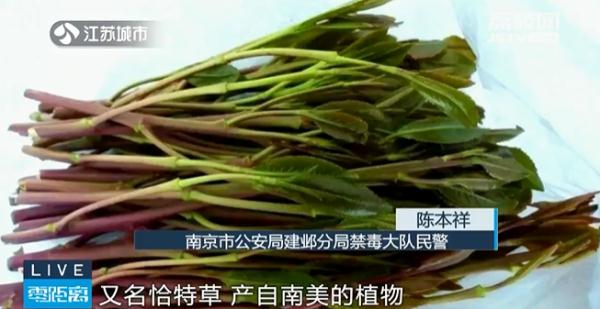 《狂飙》中出现毒品“奶茶”， 饮料型毒品须提防！